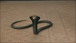 Noyontara - 15th April 2026